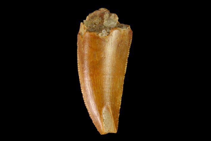 Serrated, Raptor Tooth - Real Dinosaur Tooth #149075